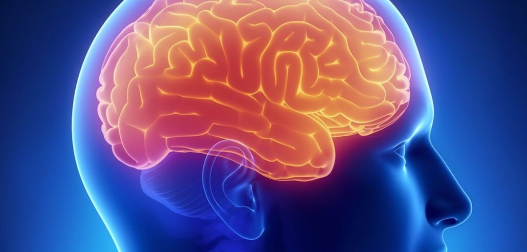 Fundamentos y Bases de la Neuropsicología EDUVIRTUAL